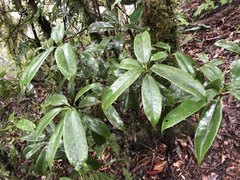Quercus sessilifolia