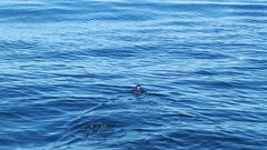 Synthliboramphus craveri