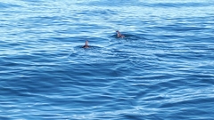 Synthliboramphus craveri