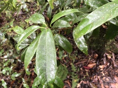 Quercus sessilifolia