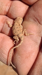 Tympanocryptis petersi
