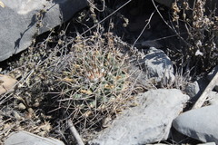Mammillaria melanocentra melanocentra