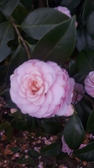 Camellia