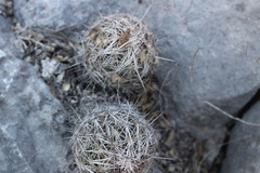 Coryphantha nickelsiae