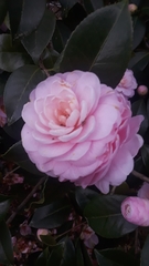 Camellia