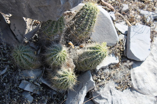 Echinocereus viereckii