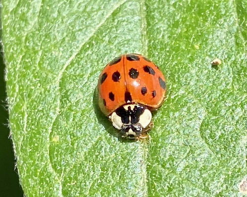 iNaturalist observation photo of Asian Lady Beetle