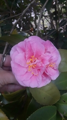 Camellia