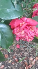 Camellia