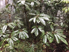 Daphniphyllum himalaense