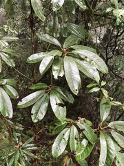 Daphniphyllum himalaense