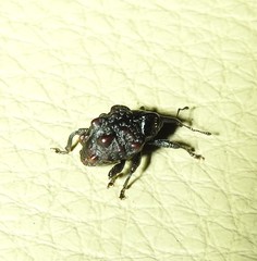 Hybophorus rufotuberosus
