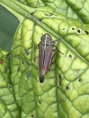 Apogonalia mediolineata