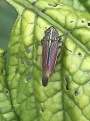 Apogonalia mediolineata