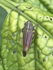 Apogonalia mediolineata