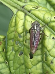 Apogonalia mediolineata