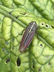 Apogonalia mediolineata