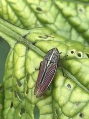 Apogonalia mediolineata