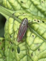 Apogonalia mediolineata