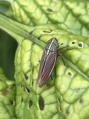 Apogonalia mediolineata