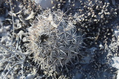 Coryphantha salinensis