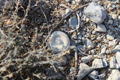 Epithelantha ilariae