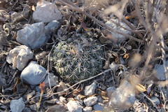 Coryphantha salinensis