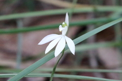 Caladenia picta