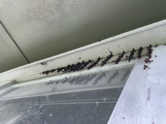 Ropalidia revolutionalis