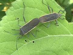 Staluptus marginalis