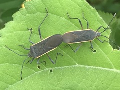 Staluptus marginalis