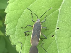 Staluptus marginalis