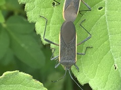 Staluptus marginalis