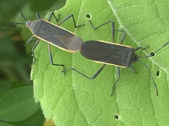 Staluptus marginalis