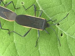 Staluptus marginalis