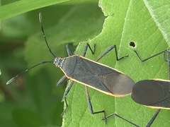 Staluptus marginalis