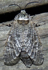 Prionoxystus macmurtrei