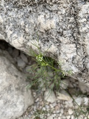 Cyclospermum