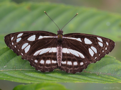 Phaedyma columella singa