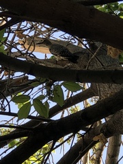 Melanerpes aurifrons