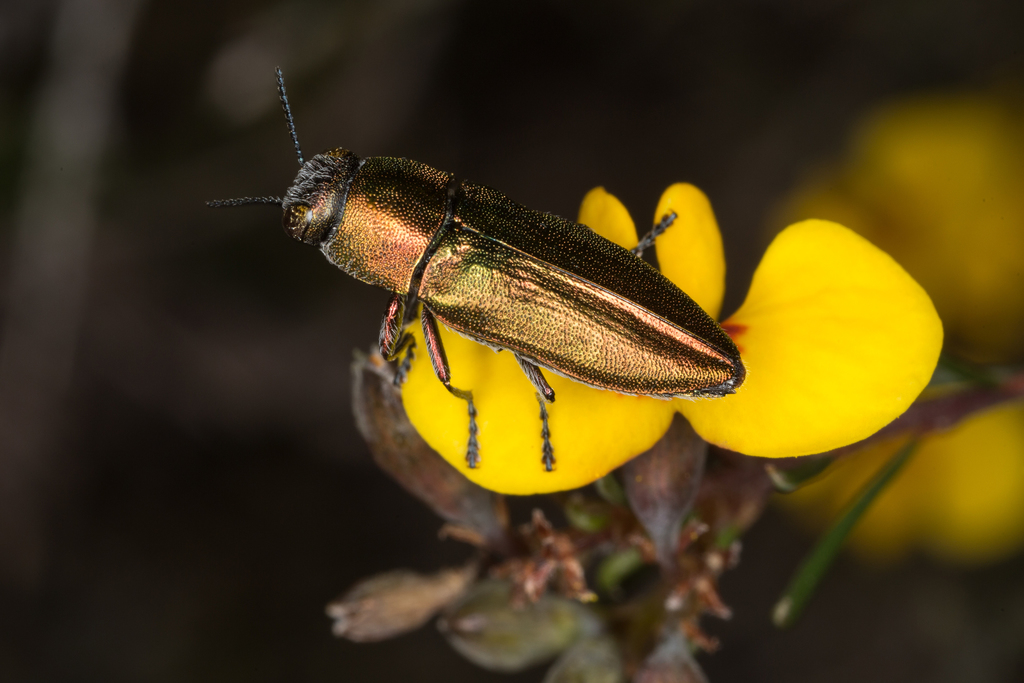 Melobasini