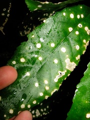 Diplochorella colensoi