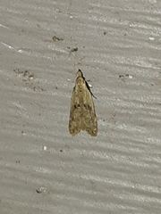 Dichomeris punctipennella