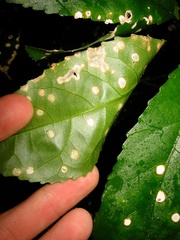 Diplochorella colensoi
