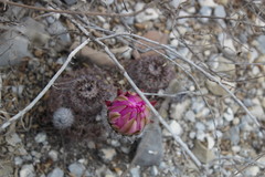 Echinocereus armatus