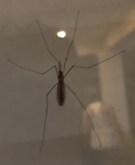 Nephrotoma suturalis