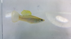 Poecilia gillii