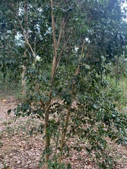 Eugenia biflora