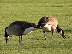 Branta canadensis