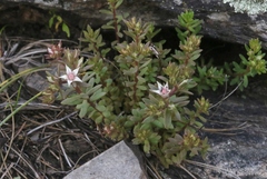 Sedum cockerellii